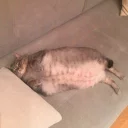 🙂-Забавные животные 2 (@safthome), Telegram Sticker