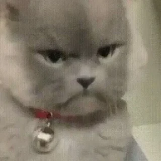 ☹️-Забавные животные 2 (@safthome), Telegram Sticker