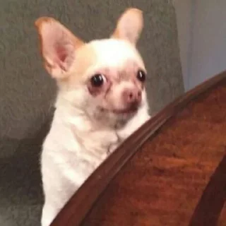 😨-Забавные животные 2 (@safthome), Telegram Sticker