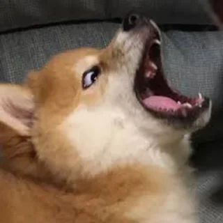 😲-Забавные животные 2 (@safthome), Telegram Sticker