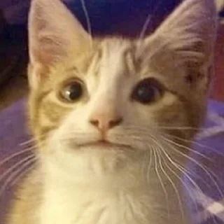 😐-Забавные животные 2 (@safthome), Telegram Sticker