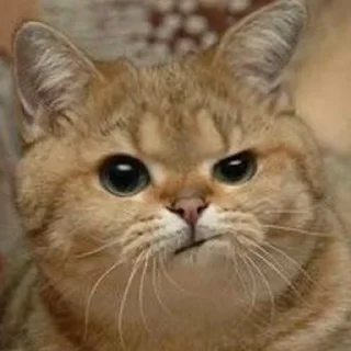 🥴-Забавные животные 2 (@safthome), Telegram Sticker
