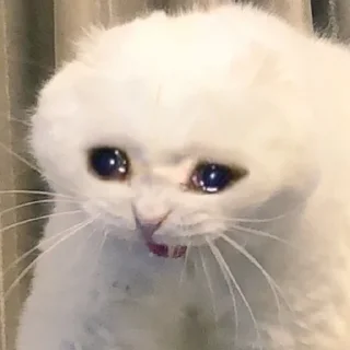 🥺-Забавные животные 2 (@safthome), Telegram Sticker