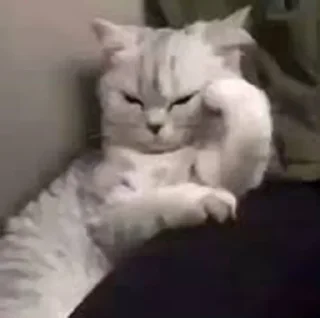 🤔-Забавные животные 2 (@safthome), Telegram Sticker