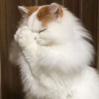 🙏-Забавные животные 2 (@safthome), Telegram Sticker