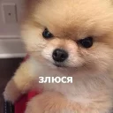 😠-Забавные животные 2 (@safthome), Telegram Sticker