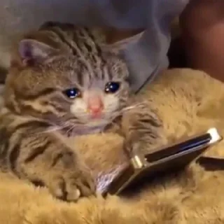 🥺-Забавные животные 2 (@safthome), Telegram Sticker