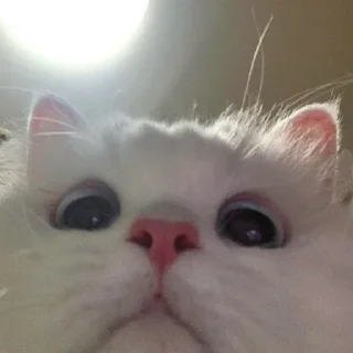 🙃-Забавные животные 2 (@safthome), Telegram Sticker