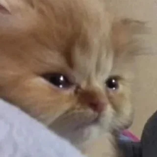 🥺-Забавные животные 2 (@safthome), Telegram Sticker
