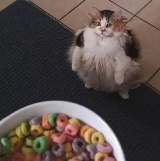 🥣-Забавные животные 2 (@safthome), Telegram Sticker