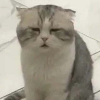 🙁-Забавные животные 2 (@safthome), Telegram Sticker