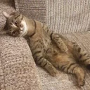 😐-Забавные животные 2 (@safthome), Telegram Sticker
