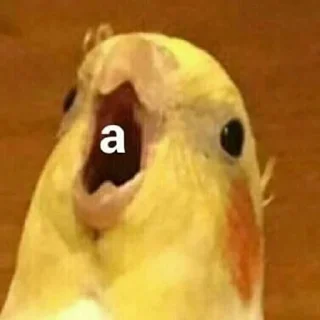 😮-Забавные животные 2 (@safthome), Telegram Sticker