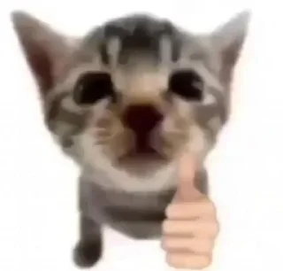 👍-ملصق قط تلجرام, Telegram Sticker