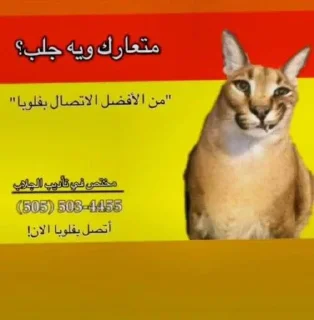 😆-ملصق قط تلجرام, Telegram Sticker