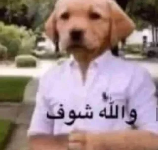 🗿-ملصق قط تلجرام, Telegram Sticker