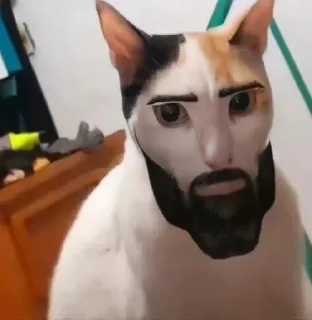 🗿-ملصق قط تلجرام, Telegram Sticker