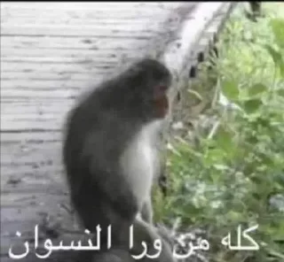 😞-ملصق قط تلجرام, Telegram Sticker