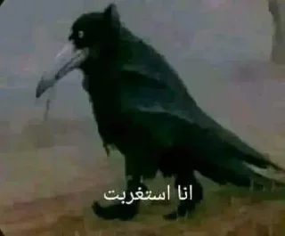 👾-ملصق قط تلجرام, Telegram Sticker