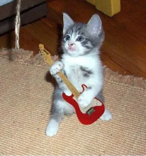 🎸-ملصق قط تلجرام, Telegram Sticker