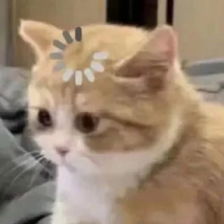 🗿-ملصق قط تلجرام, Telegram Sticker