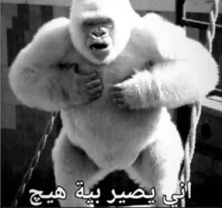 😞-ملصق قط تلجرام, Telegram Sticker