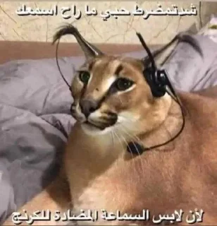 😎-ملصق قط تلجرام, Telegram Sticker