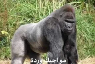 😂-ملصق قط تلجرام, Telegram Sticker