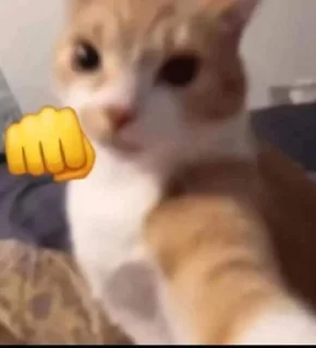 😡-ملصق قط تلجرام, Telegram Sticker