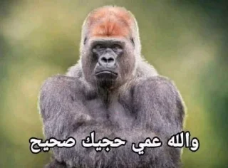 🗿-ملصق قط تلجرام, Telegram Sticker