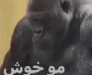 🗿-ملصق قط تلجرام, Telegram Sticker