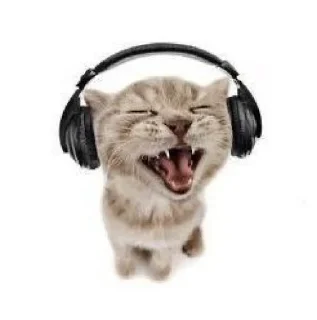 😂-ملصق قط تلجرام, Telegram Sticker