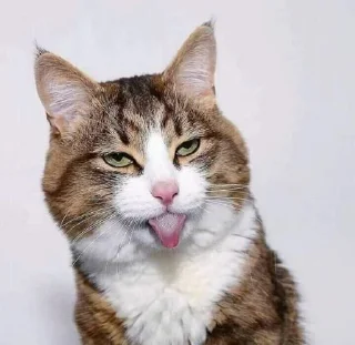 😆-ملصق قط تلجرام, Telegram Sticker
