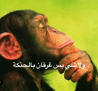 🍷-ملصق قط تلجرام, Telegram Sticker