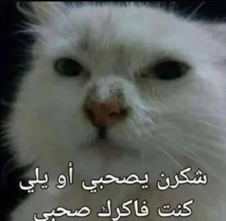 😞-ملصق قط تلجرام, Telegram Sticker