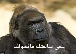 🗿-ملصق قط تلجرام, Telegram Sticker
