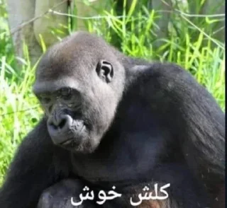 🗿-ملصق قط تلجرام, Telegram Sticker