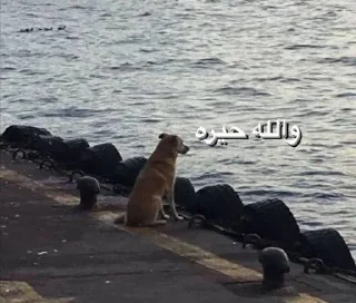 💔-ملصق قط تلجرام, Telegram Sticker