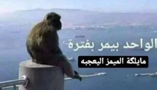 💔-ملصق قط تلجرام, Telegram Sticker