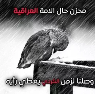😂-ملصق قط تلجرام, Telegram Sticker