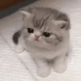 🙇‍♀️-пихуй by @gdemama, Telegram Sticker