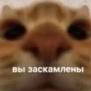 💸-пихуй by @gdemama, Telegram Sticker
