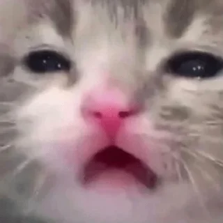 😮‍💨-пихуй by @gdemama, Telegram Sticker