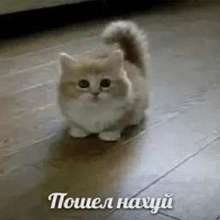 😠-пихуй by @gdemama, Telegram Sticker