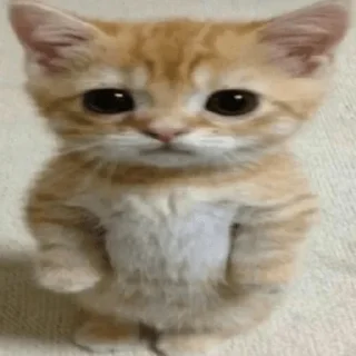 🥺-пихуй by @gdemama, Telegram Sticker