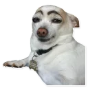 🐶-Meme_pack, Telegram Sticker