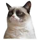 😾-Meme_pack, Telegram Sticker