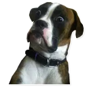🐶-Meme_pack, Telegram Sticker