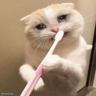 🐈-Tweet meme mhzdkh @Qonshubot, Telegram Sticker