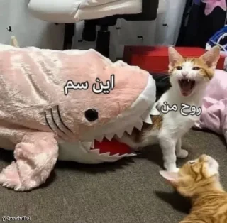 🐈-Tweet meme mhzdkh @Qonshubot, Telegram Sticker